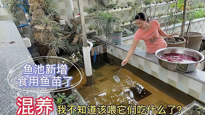混養時應該選擇哪些魚種：樂圖工坊魚友分享混養魚的原則