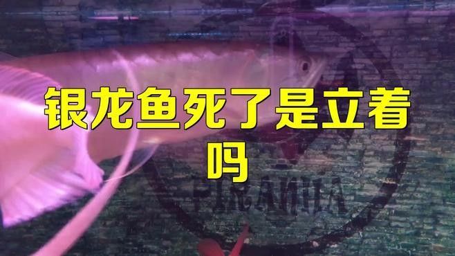 龍魚死亡后多久會浮到水面：銀龍魚死亡后浮到水面的時間主要受水溫、死亡原因及環(huán)境因素影響