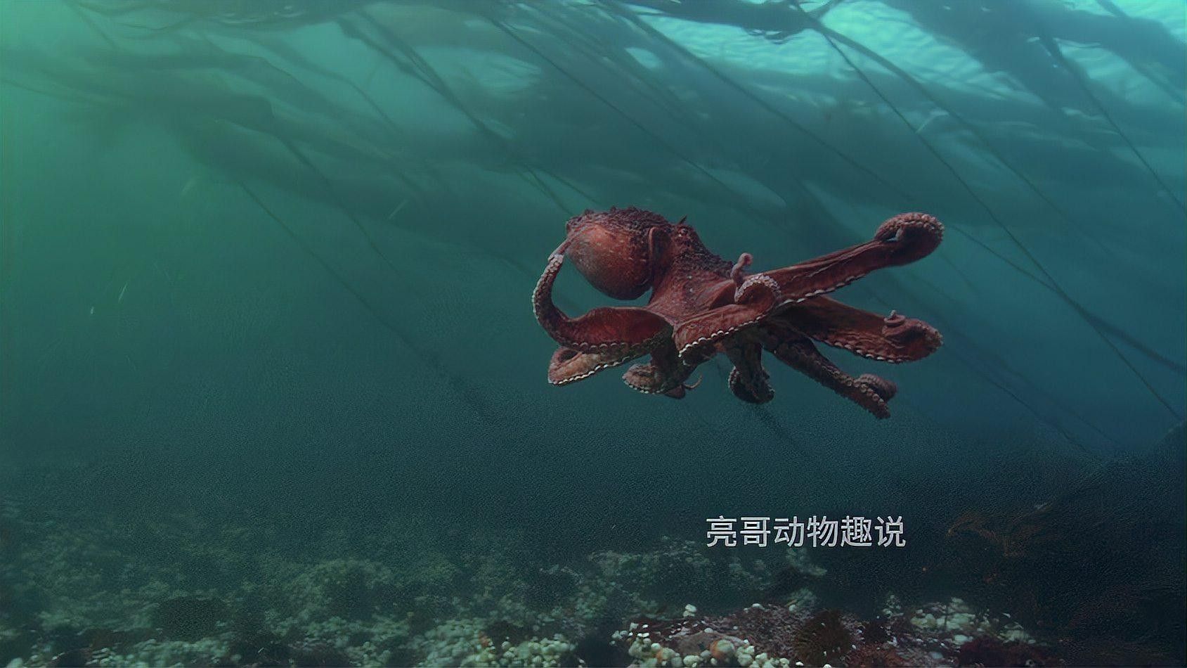 龍魚死亡后多久會浮到水面：銀龍魚死亡后浮到水面的時間主要受水溫、死亡原因及環(huán)境因素影響