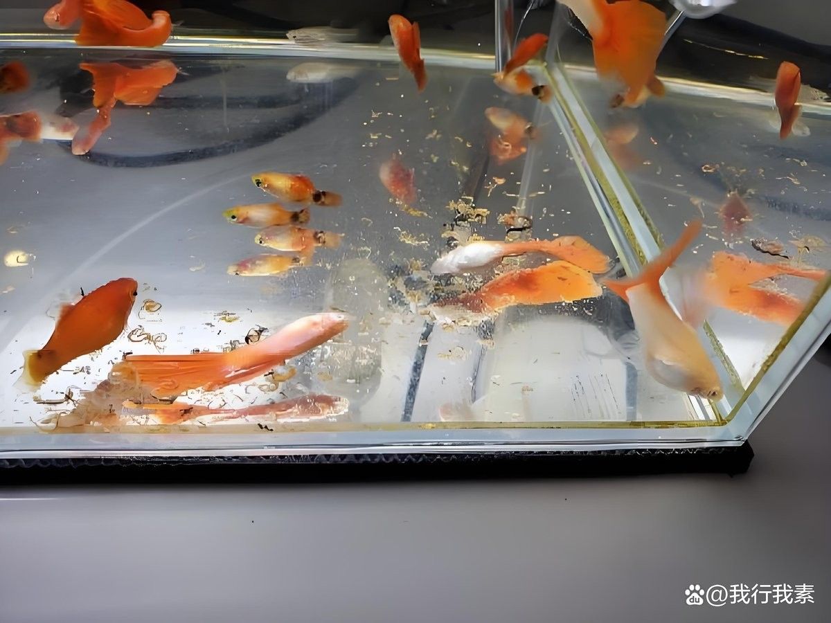 龍魚死亡后多久會浮到水面：銀龍魚死亡后浮到水面的時間主要受水溫、死亡原因及環(huán)境因素影響