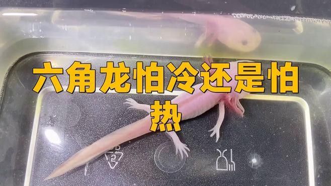 哪些因素會影響六角恐龍魚的壽命：六角恐龍魚的保命技巧