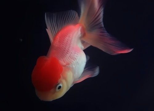 金龍魚趴缸底多久會死：金魚趴缸底的存活時間受多種因素影響