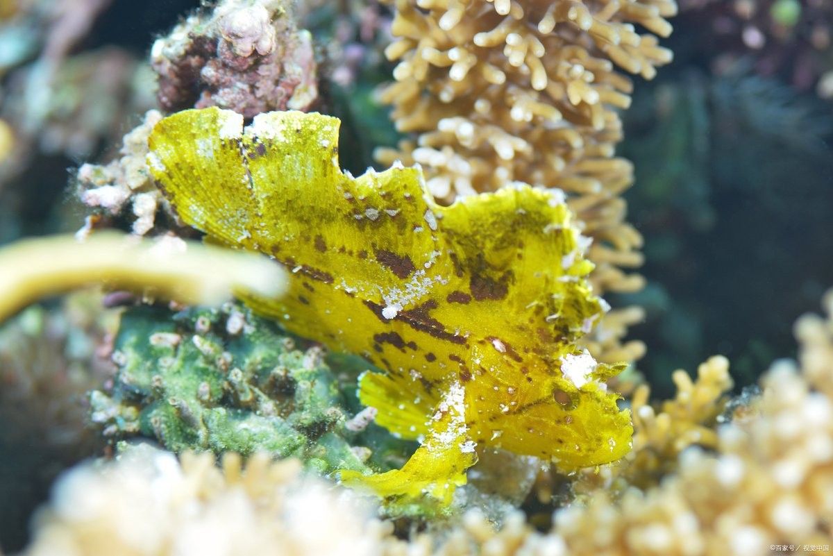 金龍魚趴缸底多久會死：金魚趴缸底的存活時間受多種因素影響