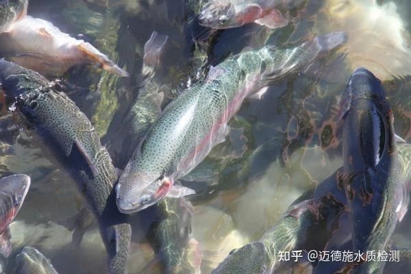 金龍魚趴缸底多久會死：金魚趴缸底的存活時間受多種因素影響