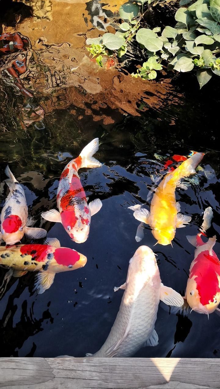 金龍魚趴缸底多久會死：金魚趴缸底的存活時間受多種因素影響
