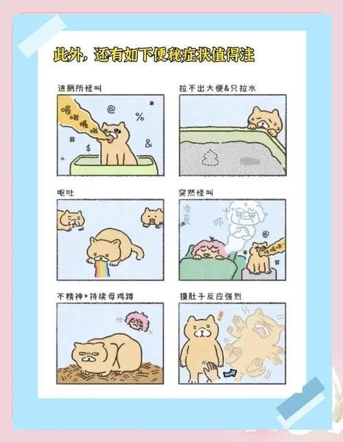 龍貓便秘了怎么辦？：龍貓便秘怎么辦