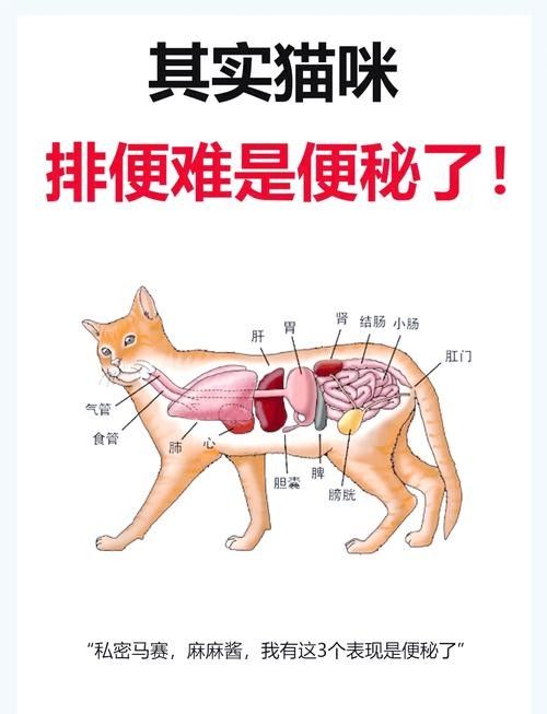 龍貓便秘了怎么辦？：龍貓便秘怎么辦