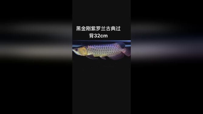 龍魚的視頻大全在哪里可以找到：關于龍魚視頻資源的整理推薦涵蓋不同平臺和內容類型