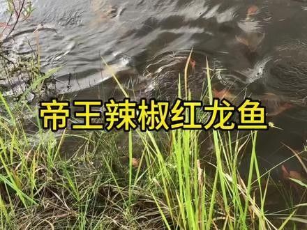 龍魚的視頻大全在哪里可以找到：關于龍魚視頻資源的整理推薦涵蓋不同平臺和內容類型