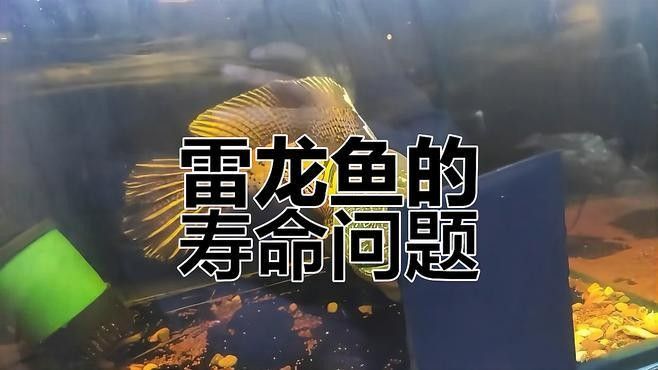 藍寶石雷龍魚壽命有多長：藍寶石雷龍的壽命問題
