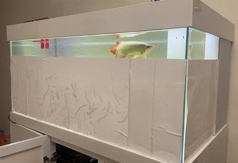 龍魚輕微掉眼多久能恢復：龍魚掉眼恢復指南:簡單又有效的方法