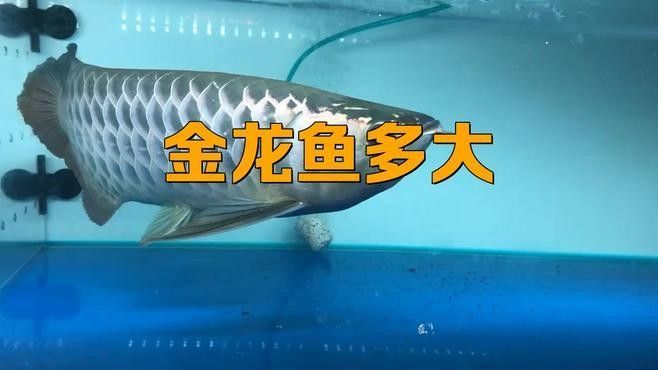 如何判斷金龍魚(yú)的年齡：判斷金龍魚(yú)的年齡可以通過(guò)以下幾種方法判斷金龍魚(yú)的年齡