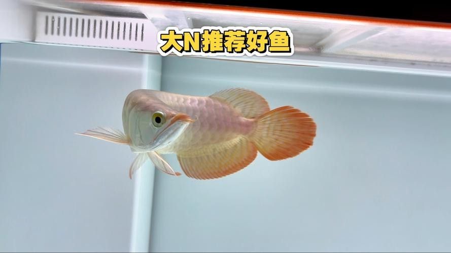 哪種翹頭紅龍魚最稀有？：紅龍魚什么品種最好