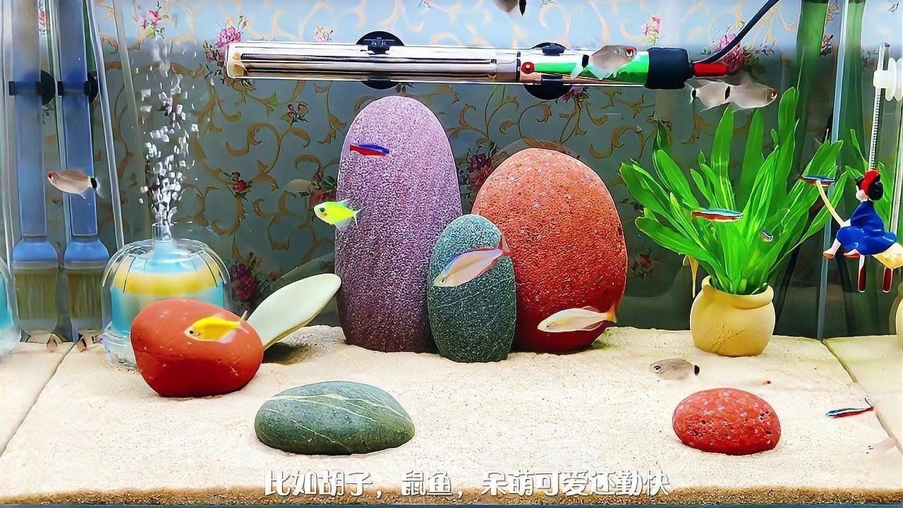 有哪些熱帶魚適合混養？：新手混養熱帶魚推薦及注意事項