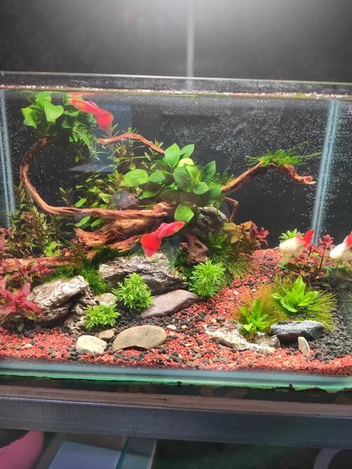 有哪些熱帶魚適合混養？：新手混養熱帶魚推薦及注意事項