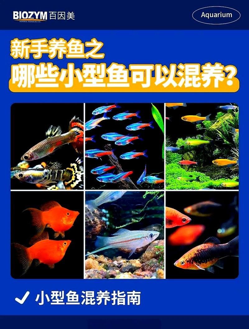 有哪些熱帶魚適合混養？：新手混養熱帶魚推薦及注意事項