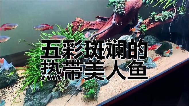 有哪些熱帶魚適合混養？：新手混養熱帶魚推薦及注意事項