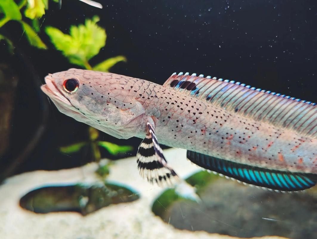 幻紅雷龍魚如何發(fā)色:幻紅雷龍魚發(fā)色與魚缸環(huán)境的關(guān)系如何布置才能更安心辰寶的歡樂日記 龍魚百科 第2張 幻紅雷龍魚如何發(fā)色:幻紅雷龍魚發(fā)色與魚缸環(huán)境的關(guān)系如何布置才能更安心辰寶的歡樂日記 幻紅雷龍魚如何發(fā)色:幻紅雷龍魚發(fā)色與魚缸環(huán)境的關(guān)系如何布置才能更安心辰寶的歡樂日記 龍魚百科 第2張