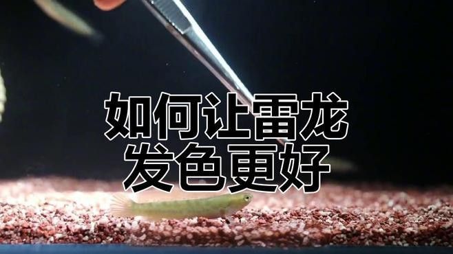 幻紅雷龍魚如何發(fā)色：幻紅雷龍魚發(fā)色與魚缸環(huán)境的關(guān)系如何布置才能更安心辰寶的歡樂日記 幻紅雷龍魚如何發(fā)色：幻紅雷龍魚發(fā)色與魚缸環(huán)境的關(guān)系如何布置才能更安心辰寶的歡樂日記 龍魚百科 第7張