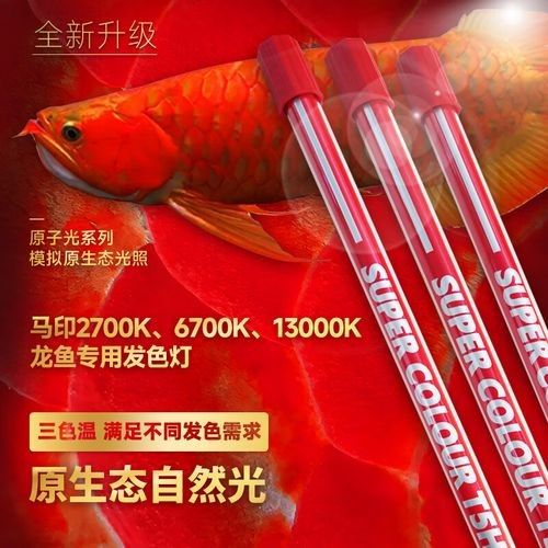 金龍魚發色期用哪種燈最好：金龍魚發色期的燈光選擇需根據生長階段和發色目標綜合考量