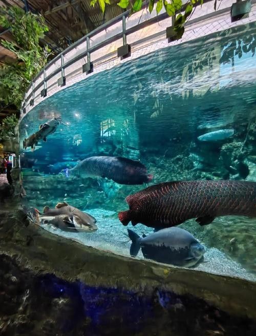 繁昌哪個水族館龍魚好？祥龍魚場龍魚：祥龍魚場:專業龍魚養殖批發,一站式服務