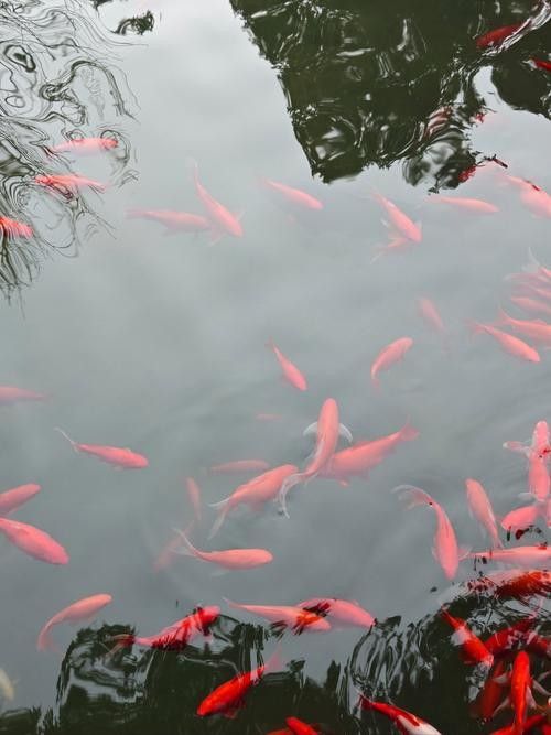 繁昌哪個水族館龍魚好？祥龍魚場龍魚：祥龍魚場:專業龍魚養殖批發,一站式服務
