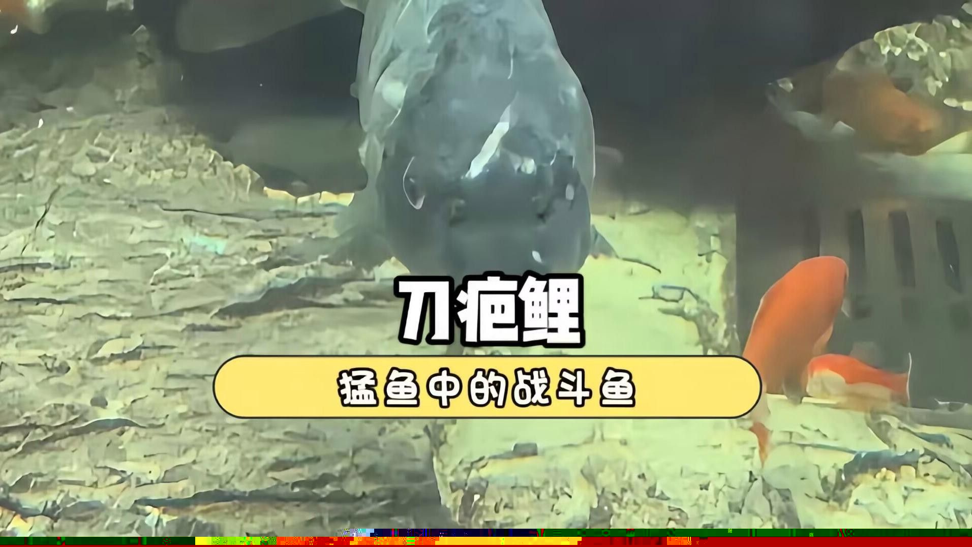 恐龍魚和虎魚混養需要多大的魚缸：恐龍魚與虎魚混養時的注意事項