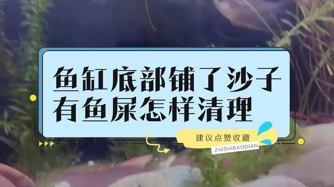 雷龍魚缸底砂清洗方法：雷龍魚缸底砂清洗技巧大揭秘,如何避免使用洗沙器