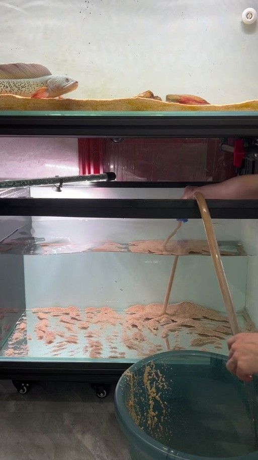 雷龍魚缸底砂清洗方法：雷龍魚缸底砂清洗技巧大揭秘,如何避免使用洗沙器