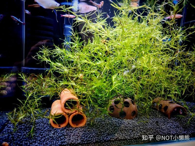雷龍魚缸底砂清洗方法：雷龍魚缸底砂清洗技巧大揭秘,如何避免使用洗沙器