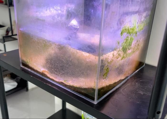 雷龍魚缸底砂清洗方法：雷龍魚缸底砂清洗技巧大揭秘,如何避免使用洗沙器