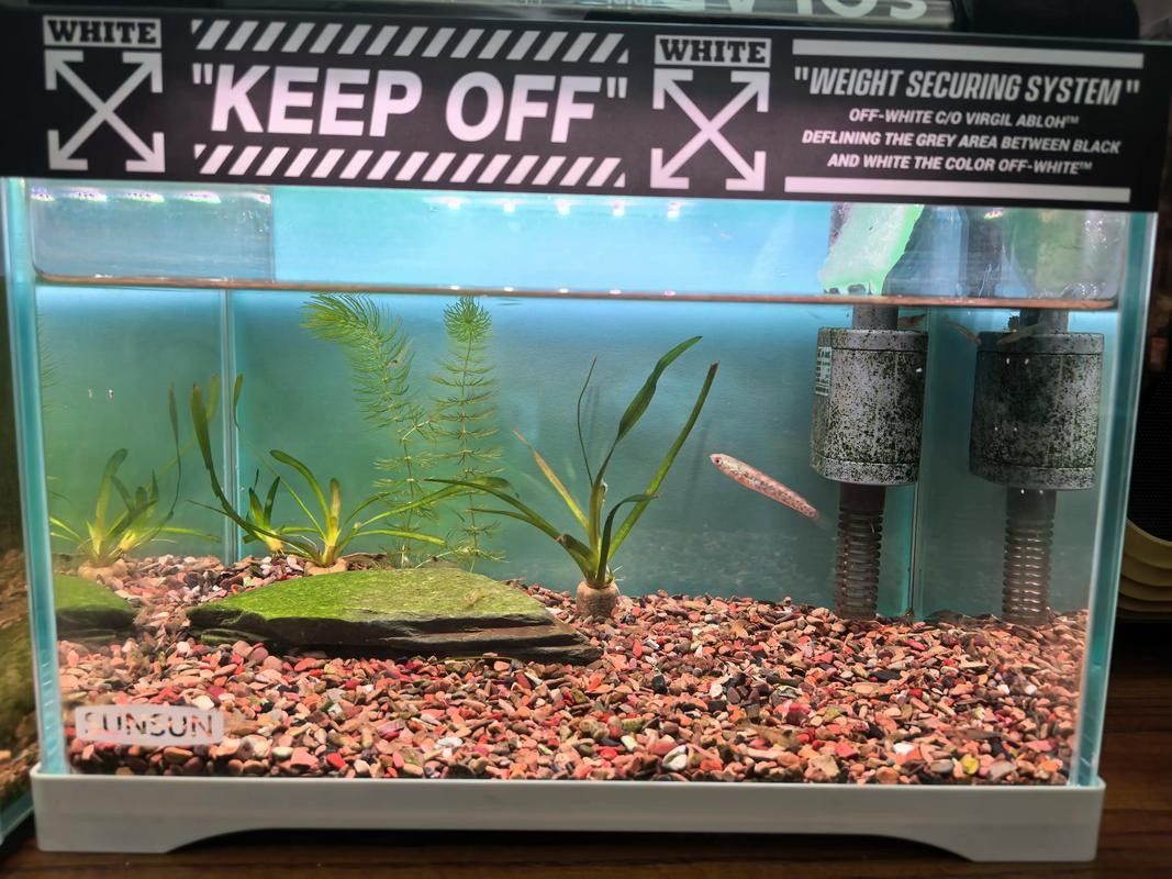 雷龍魚缸底砂清洗方法：雷龍魚缸底砂清洗技巧大揭秘,如何避免使用洗沙器