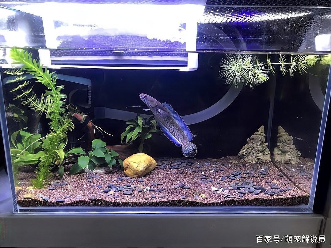 雷龍魚發(fā)色需要多久？：雷龍魚發(fā)色所需時(shí)間因品種、生長階段及飼養(yǎng)條件而異