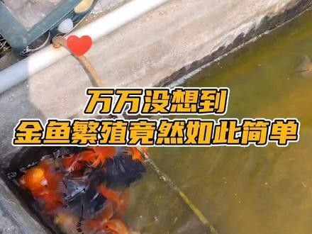 龍睛魚繁殖周期是多久？：龍睛金魚的繁殖周期