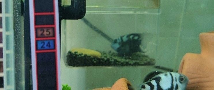 如何判斷龍魚是否對溫度波動敏感：呼倫貝爾大草原龍魚溫度調節技巧如何避免低溫影響