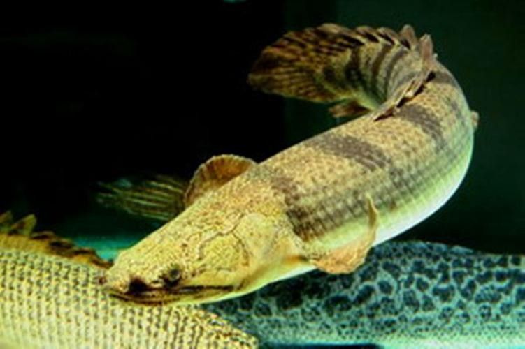 虎紋恐龍魚(yú)的市場(chǎng)價(jià)格是多少：小紅的靈感時(shí)刻,廣東男子釣獲“遠(yuǎn)古恐龍魚(yú)”,背鰭銳利似劍龍! 虎紋恐龍魚(yú)的市場(chǎng)價(jià)格是多少：小紅的靈感時(shí)刻,廣東男子釣獲“遠(yuǎn)古恐龍魚(yú)”,背鰭銳利似劍龍! 龍魚(yú)百科 第6張