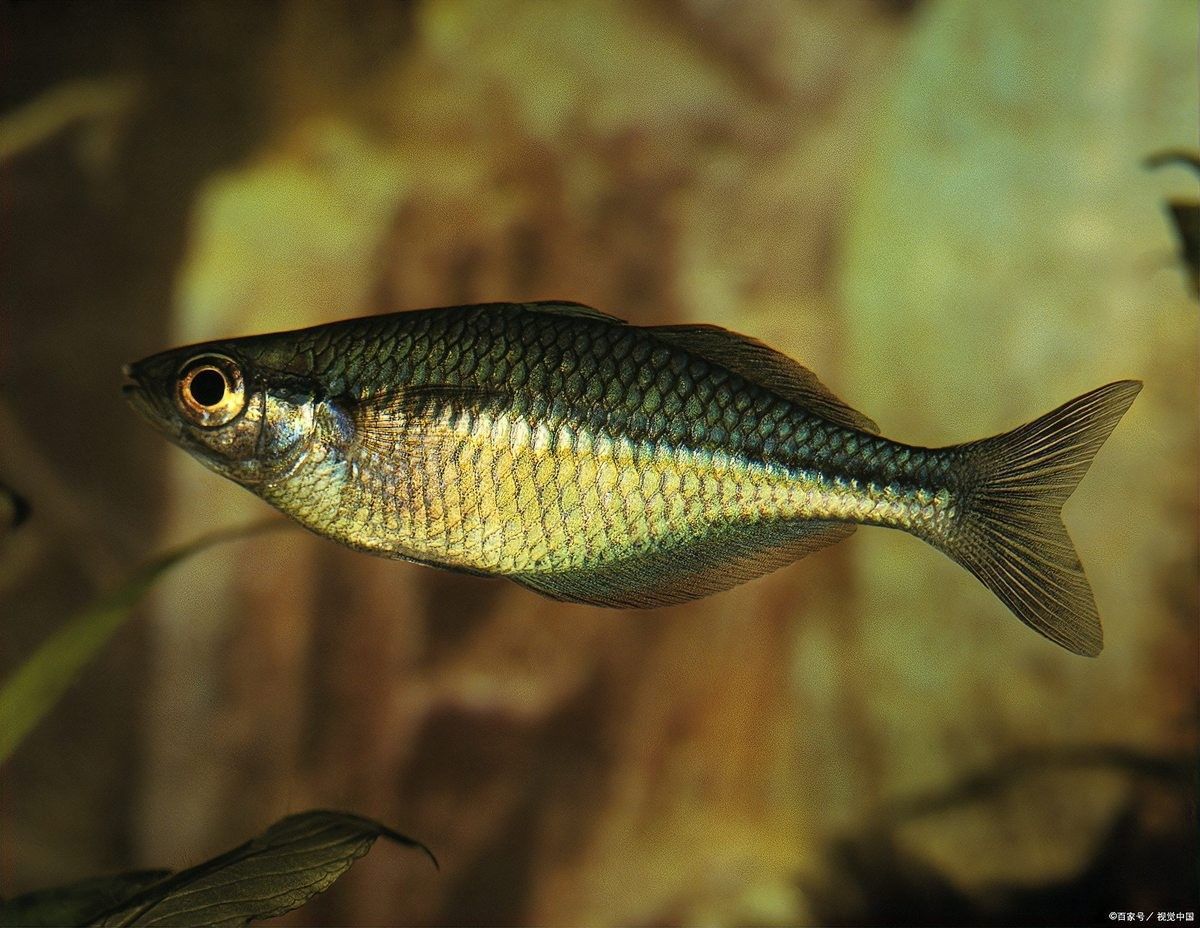 有沒有更便宜的龍魚品種？：養曼龍魚好養嗎,曼龍魚怎么養,有什么注意事項