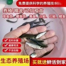 有沒有更便宜的龍魚品種？：養曼龍魚好養嗎,曼龍魚怎么養,有什么注意事項