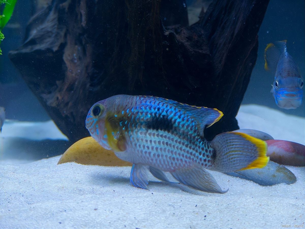 有沒有更便宜的龍魚品種？：養曼龍魚好養嗎,曼龍魚怎么養,有什么注意事項