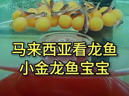 B過金龍魚能長多大？：b過金龍魚（過背金龍魚亞種）的成年體長通常在