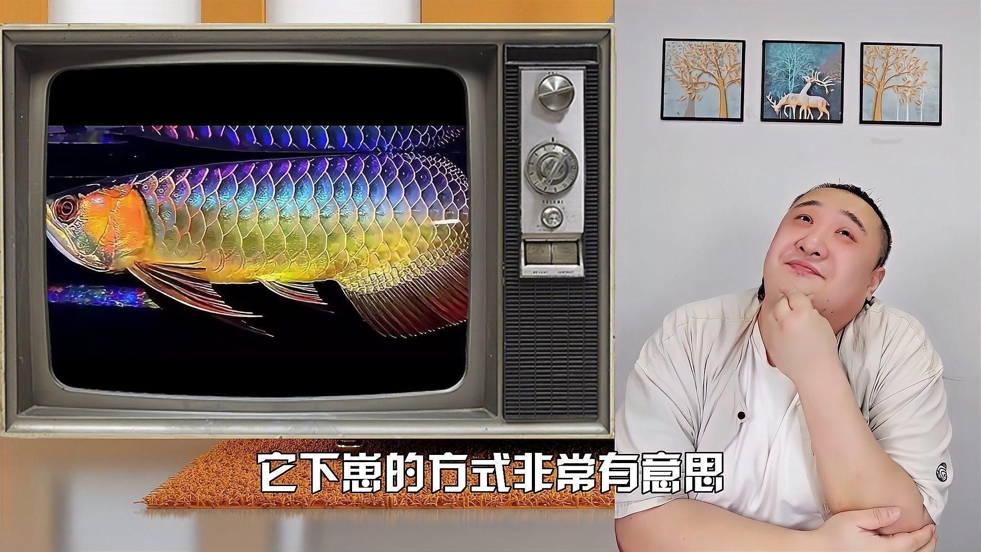 金龍魚清蒸時需要去內(nèi)臟嗎：金龍魚怎么去內(nèi)臟？