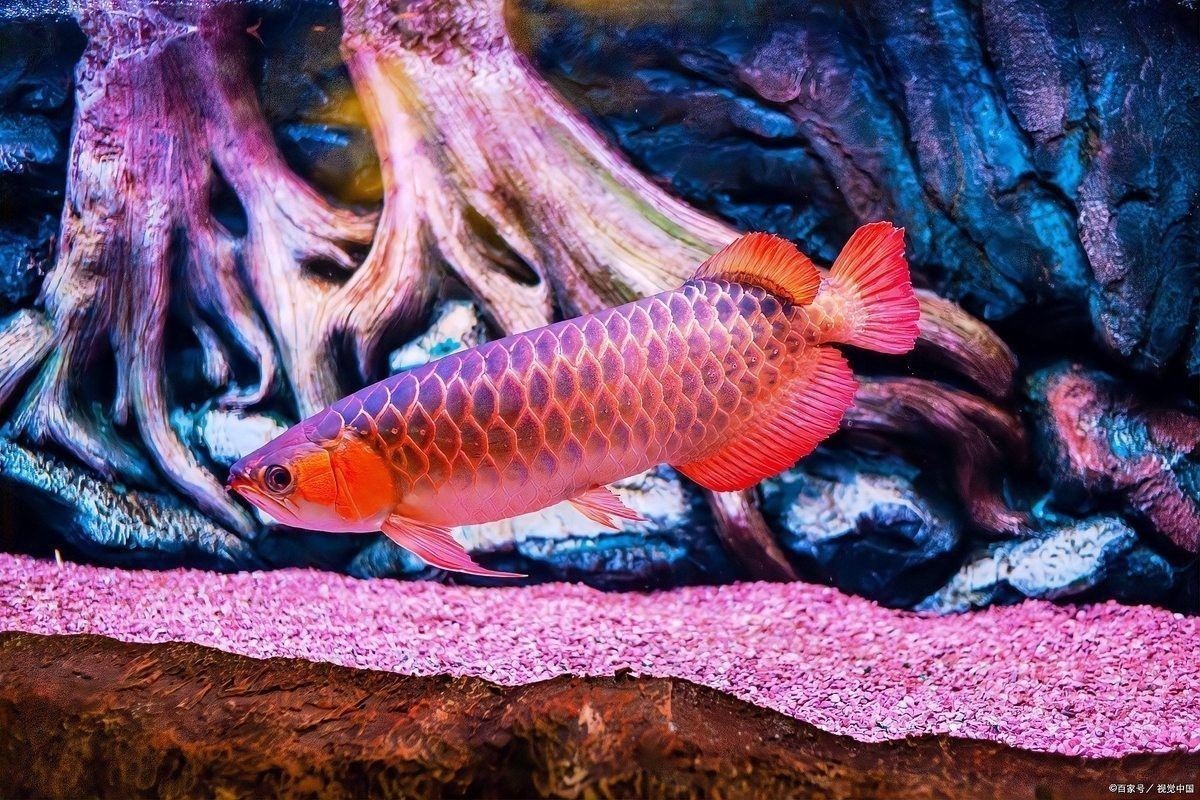 如何預(yù)防龍魚肛門突出：龍魚喂河蝦易脫肛避免方法揭秘