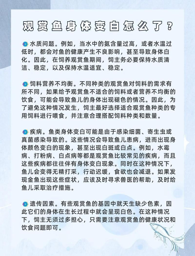 藍(lán)曼龍魚發(fā)白可能是哪些疾病：藍(lán)曼龍魚體表發(fā)白可能由多種疾病或環(huán)境因素引起