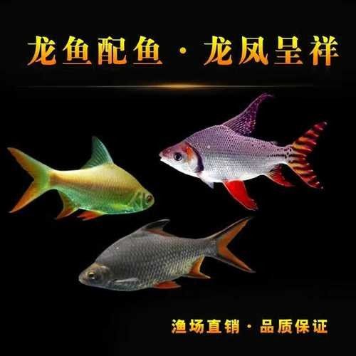 金鳳哪個水族館龍魚好？祥龍魚場龍魚：全球首家龍魚繁殖漁場(廣州龍魚祥龍魚場