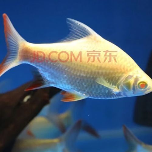 金鳳哪個水族館龍魚好？祥龍魚場龍魚：全球首家龍魚繁殖漁場(廣州龍魚祥龍魚場
