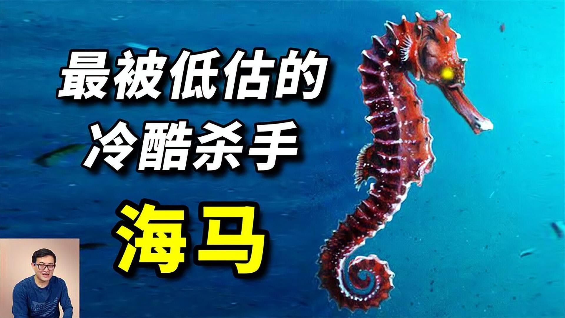 如何區分海龍和海馬？：小宋談科普，海龍與海馬的區別