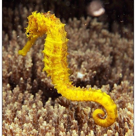 如何區(qū)分海龍和海馬？：小宋談科普，海龍與海馬的區(qū)別