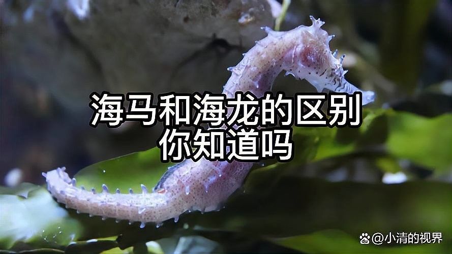 如何區(qū)分海龍和海馬？：小宋談科普，海龍與海馬的區(qū)別
