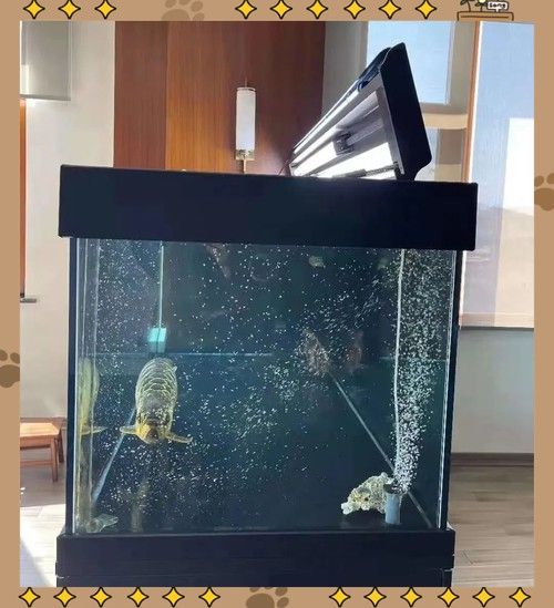 龍魚側燈擺放示意圖：——龍魚側燈擺放方式 龍魚側燈擺放示意圖：——龍魚側燈擺放方式 龍魚百科 第7張