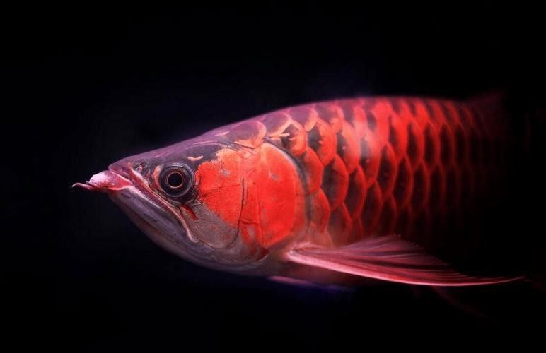 給我推薦一些高清龍魚圖片：精選的高清龍魚圖片資源推薦 給我推薦一些高清龍魚圖片：精選的高清龍魚圖片資源推薦 龍魚百科 第16張